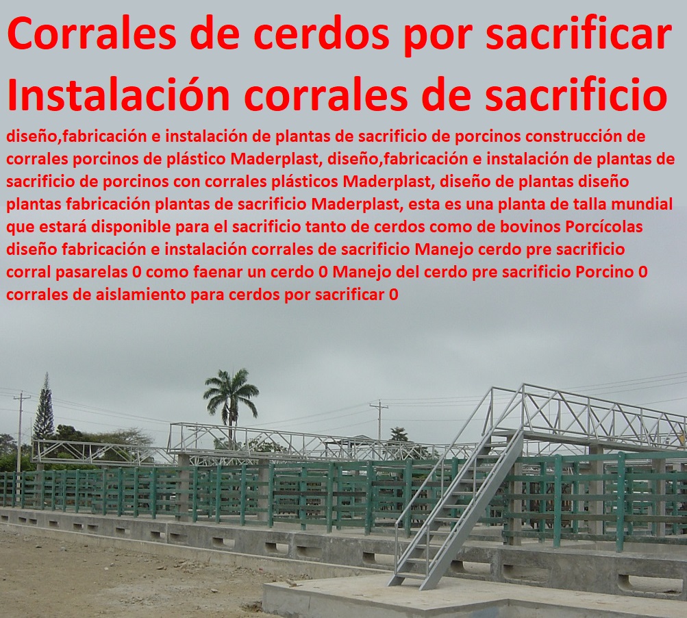 Porcícolas diseño fabricación e instalación corrales de sacrificio Manejo cerdo pre sacrificio  corral pasarelas 0 como faenar un cerdo 0 Manejo del cerdo pre sacrificio Porcino 0 corrales de aislamiento para cerdos por sacrificar 0 Porcícolas diseño fabricación e instalación corrales de sacrificio Manejo cerdo pre sacrificio  corral pasarelas 0 como faenar un cerdo 0 Manejo del cerdo pre sacrificio Porcino 0 corrales de aislamiento para cerdos por sacrificar 0